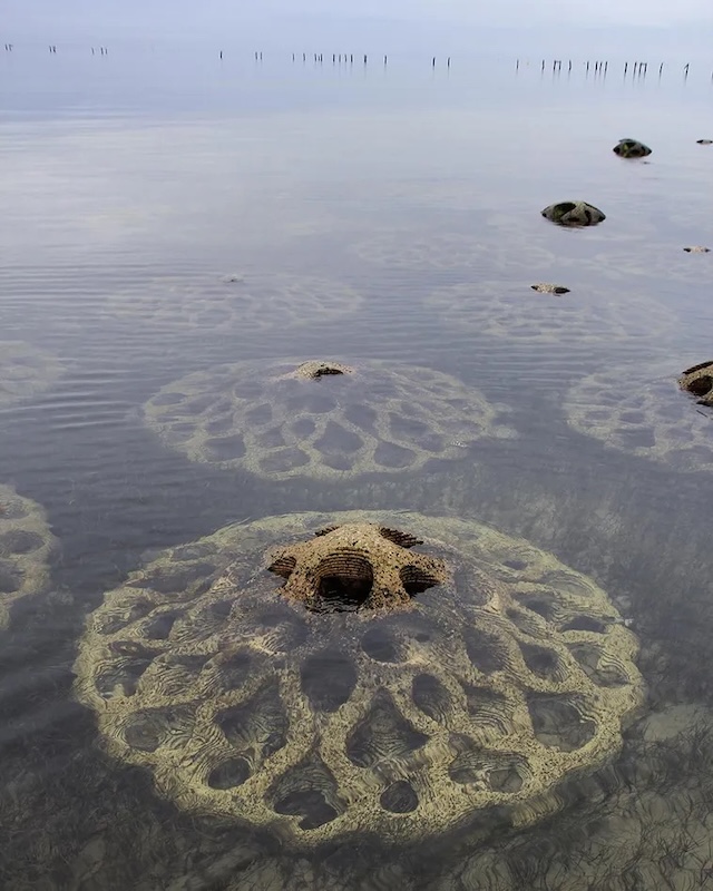 History of Artificial Reef