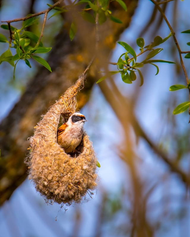 The Penduline Tit: A Master Architect