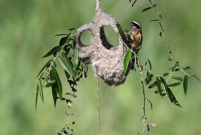 Unique Nest Design