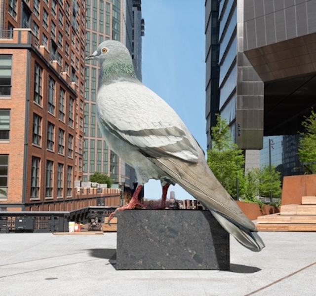 A Homage to the Historical and Common New York City Pigeon