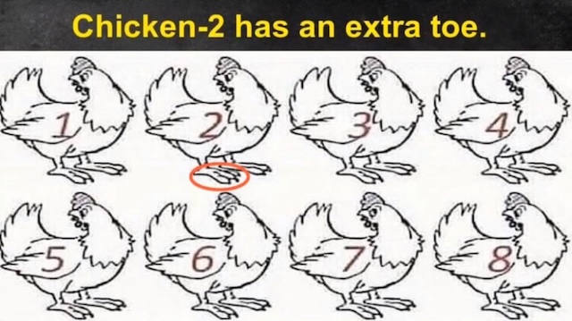 Extra Toe on Chicken 2