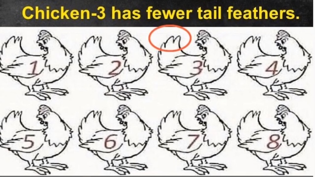 Fewer Tail Feathers on Chicken 3