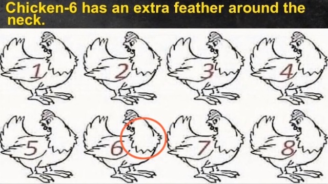 Extra Feather Around the Neck on Chicken 6