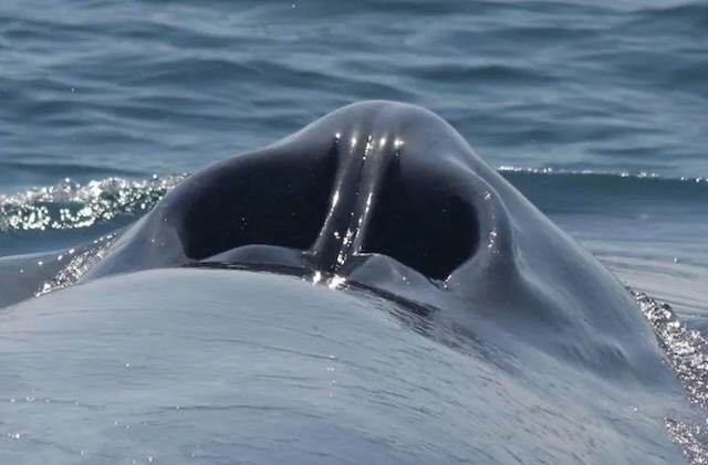 Ever Wondered What A Blue Whale’s Blowhole Looks Like?