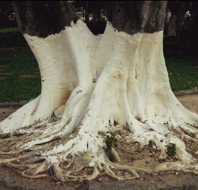 The base of a tree trunk coated in whitewash to protect the bark from sunscald and temperature fluctuations, a common practice to maintain tree health.