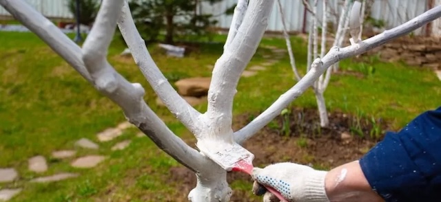 A gardener applying whitewash to tree branches, helping to prevent sun damage and deter pests from affecting the tree.