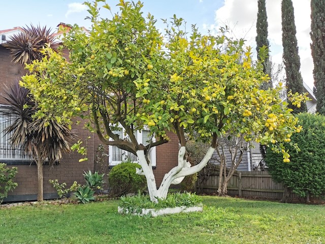 A beautifully maintained lemon tree with its trunk whitewashed, a protective measure used to prevent sun damage and deter pests, helping the tree thrive in a residential garden.