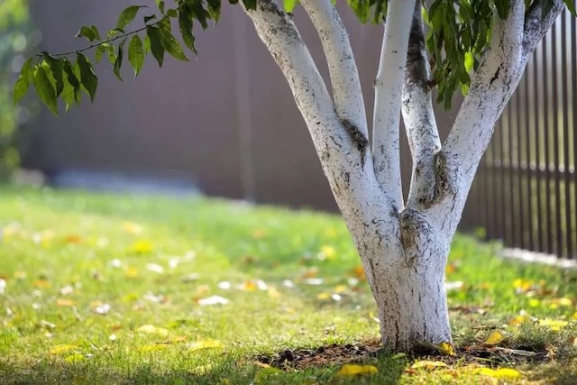 A whitewashed tree in a garden, showcasing the protective barrier that reflects sunlight and prevents sunscald, keeping the tree safe from external damage.