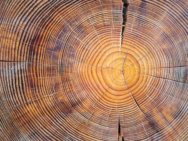 The answer revealed: It’s a tree! Each ring in a tree’s trunk represents a year of growth, showing its age