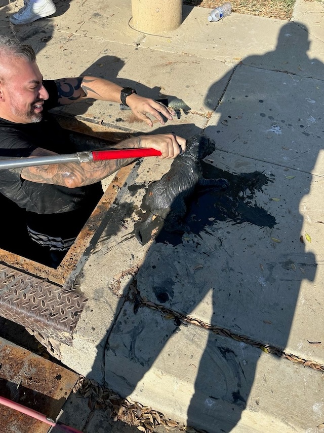 One of the Huron police officers emerging from a sewage drain after rescuing the trapped puppy. The officer, undeterred by the messy conditions, ensures the puppy's safety with determination.