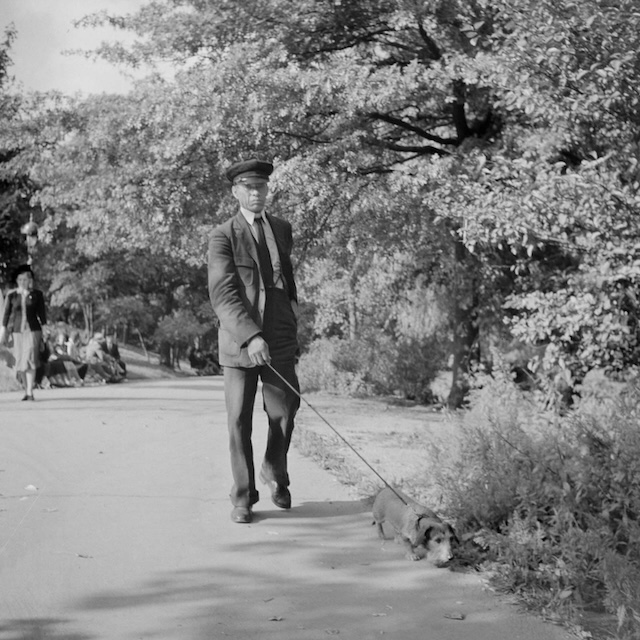 An older gentleman, dressed in a suit and cap, walking his dog through Central Park. A simple yet timeless scene reflecting the daily routines of New Yorkers in the past.