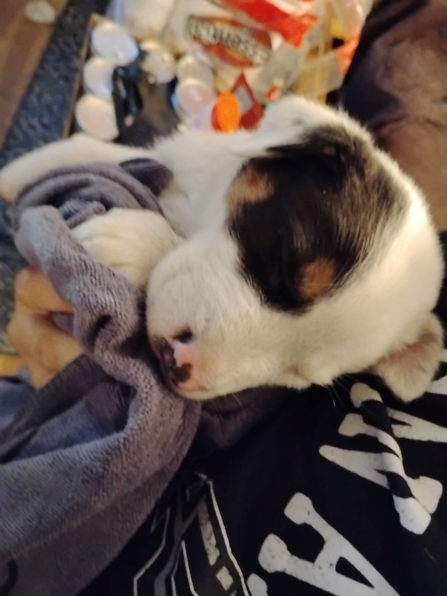 The rescued puppy, now clean and snuggled in a towel, enjoying some much-needed rest after the ordeal. This heartwarming photo captures the puppy’s recovery and return to comfort