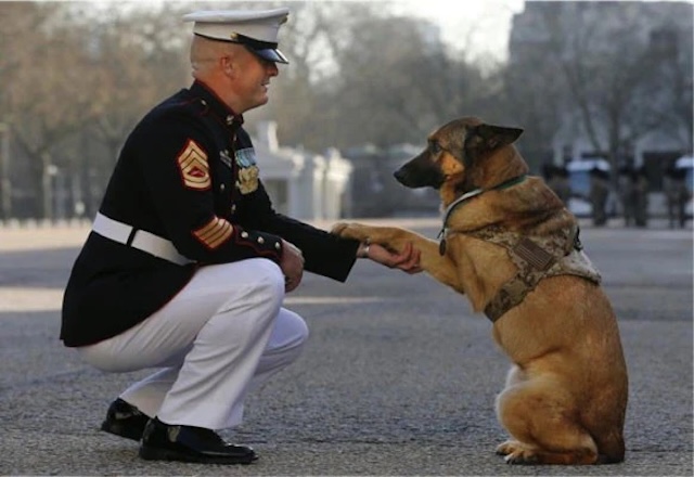 A salute from two heroes—soldier and K9 united by courage, loyalty, and unwavering dedication