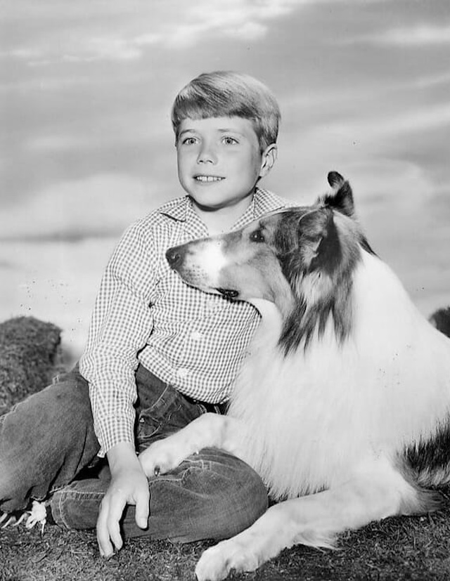 Jon Provost as Timmy Martin, sitting side by side with Lassie. Their adventures together became a timeless part of television history