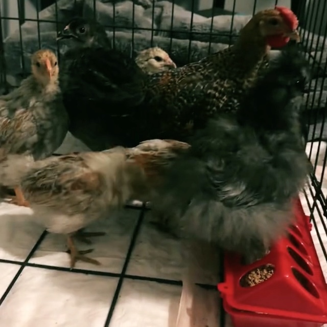 Chickens safely housed in a cage indoors, riding out Hurricane Milton alongside their human and animal family