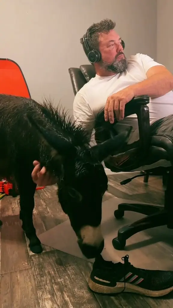 The family donkey finds comfort indoors with the owner, as Hurricane Milton rages outside