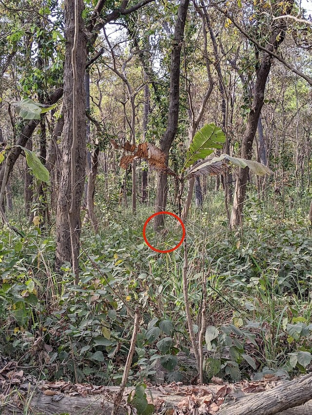 Found it! Here's where the elusive tiger is hidden in the jungle. Were you able to spot it?