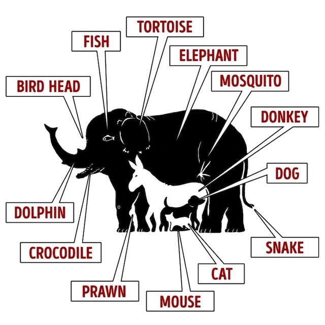 Here’s the solution! From elephants to tiny insects, there are 13 hidden animals. How many did you find?