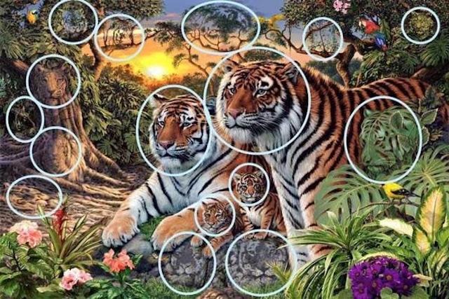 Here are the hidden tigers revealed! Did you find all 16?