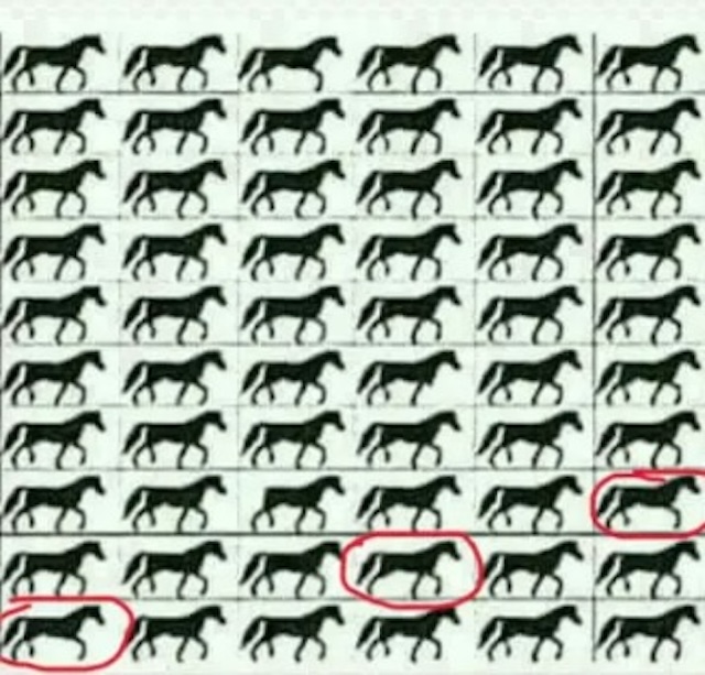 Found them! Here are the three three-legged horses hidden among the herd. Did you spot them all?