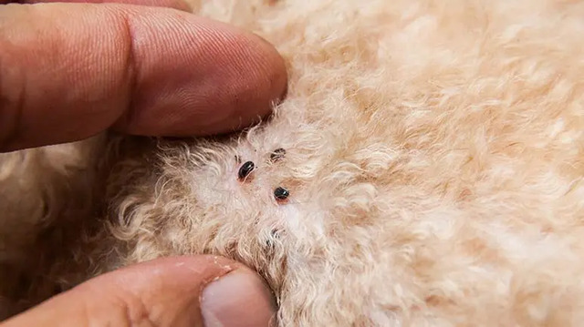 If you have pets, carefully check their fur and bedding for fleas, ticks, or other parasites