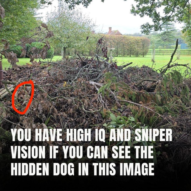 Found it yet? The hidden dog is circled in red—camouflaged among the branches and leaves!