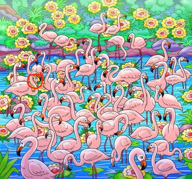 The same scene of flamingos with the hidden girl highlighted in a red circle, revealing her distinct features of a smiling face among the pink birds