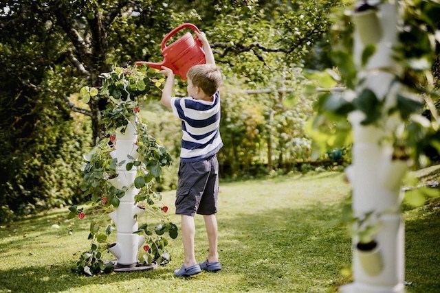 Notice the compact plants designed for easy picking and watering