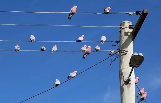 Birds perched safely on power lines—what's their secret to avoiding electric shocks?