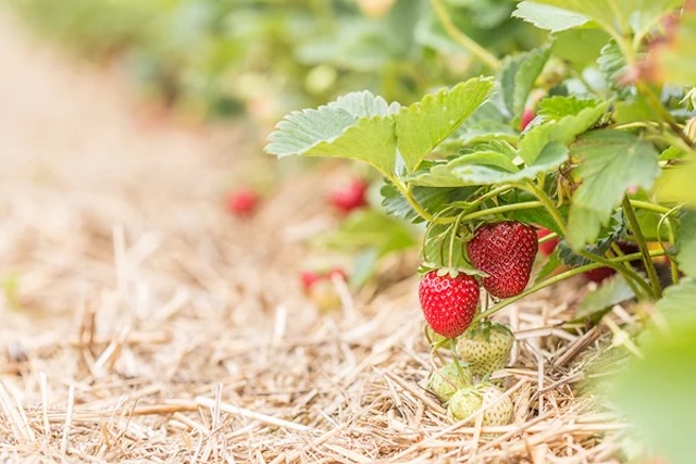 A closer look at real strawberry plants growing near the ground – nothing like bushes!