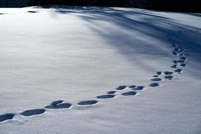 Footprints in the snow seem like an obvious detail, but is something missing? Take a careful look at this snow-covered path and spot what doesn’t belong in the natural flow of the scene