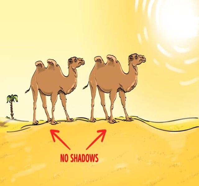 Take a closer look at the desert! Notice anything odd? The camels appear perfect, but the real mystery lies in the shadows—or rather, the lack of them. Can you explain why?