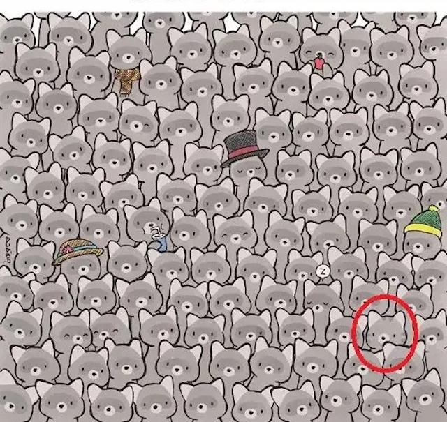 How long did it take you to find the cat?