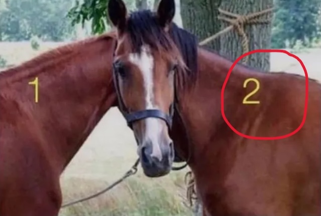 The second horse is the correct answer