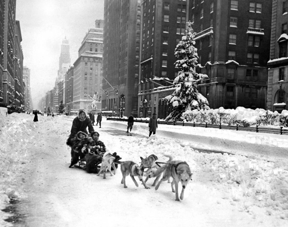 A family turns Park Avenue into their personal sledding trail, gliding through the snow with the help of their trusty dogs, 1947.