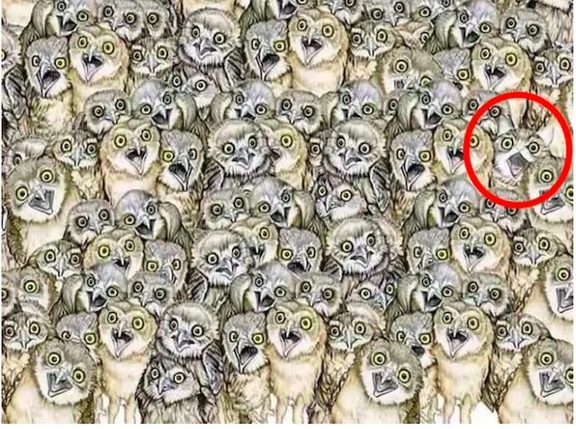 The hidden cat is located in the top-right corner of the image