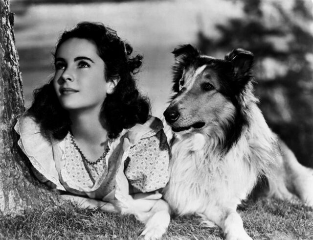 Lassie Got His Own First-Class Airline Seat