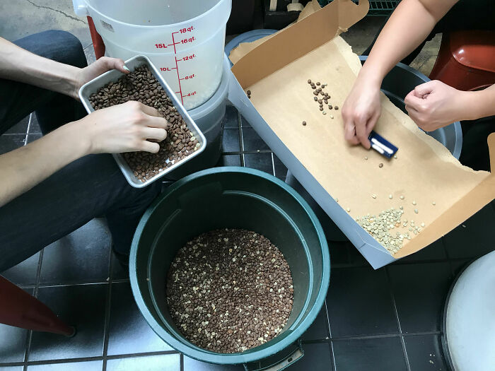 Boss Poured Unroasted Coffee Beans Into Roasted Batch
