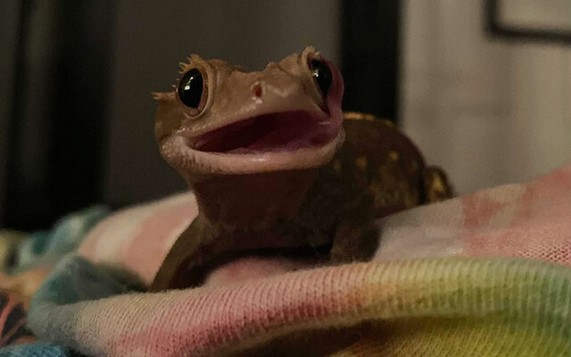 A Gecko That Out-Photographs Its Owner