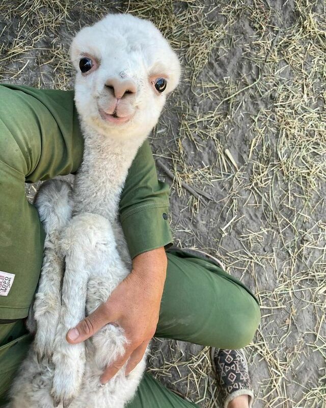 Alpaca Joy: Because Every Day Needs One