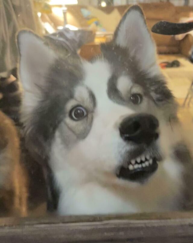 Annie the Dog Pressing Her Face to the Door