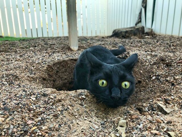 Cat in the Hole: The Ultimate Ambush Look