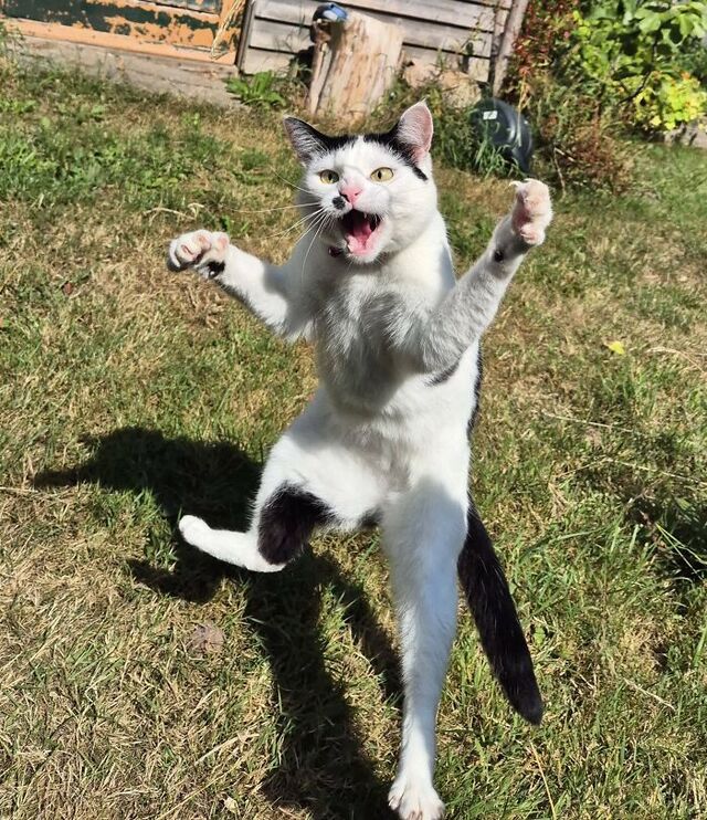 Cat of Beauty and Grace… and Total Chaos