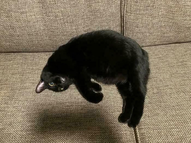 Cat or Couch Sculpture?