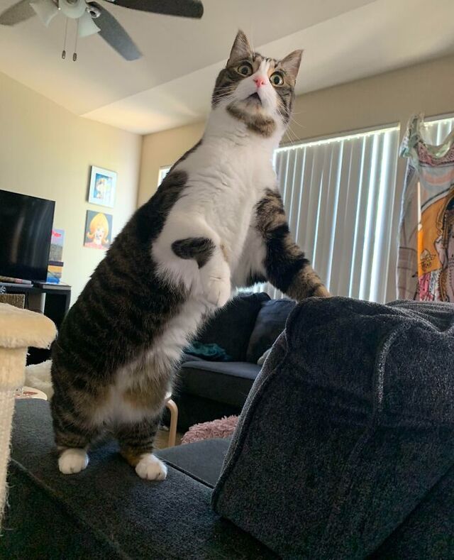 Concerned Cat Ben Responds to Mysterious Screams