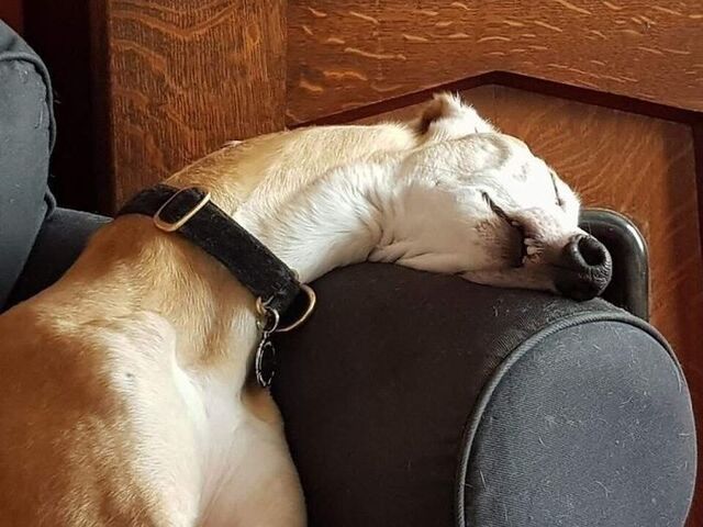 Doggo Channeling Sid From Ice Age