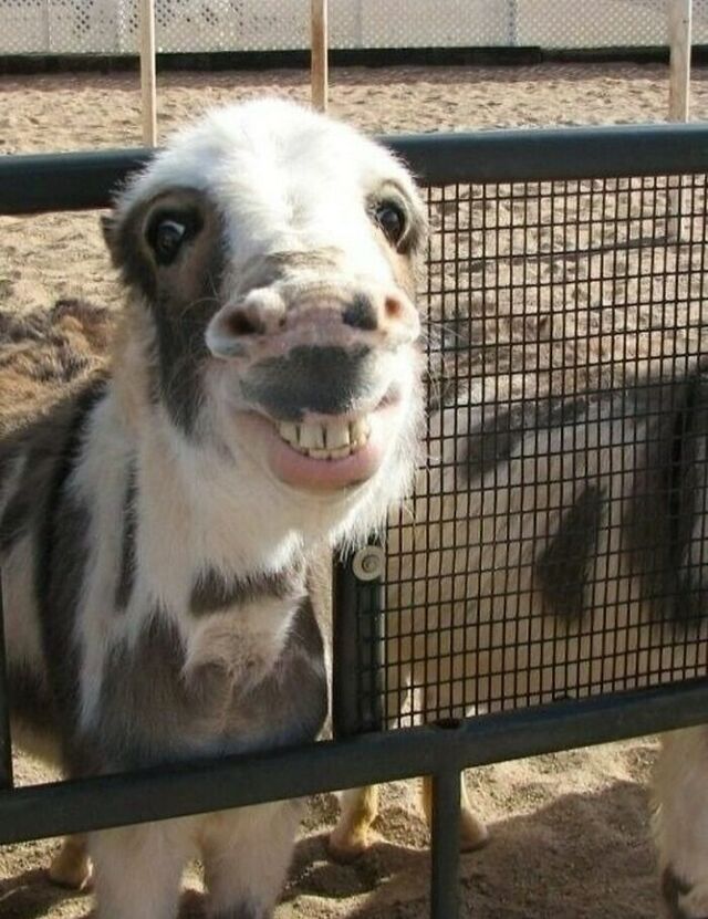 Donkey Vibes: A Horse With Eddie Murphy’s Spirit