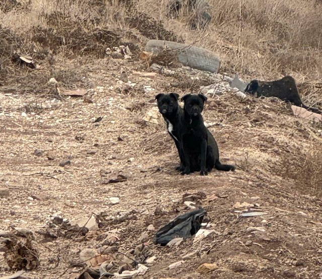 Double-Headed Pup Illusion