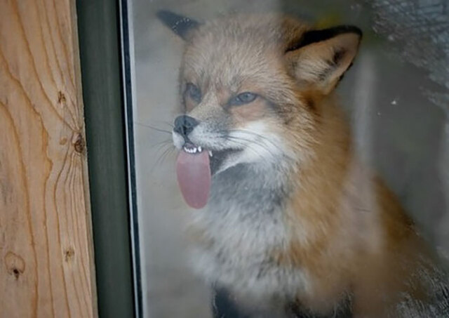 Firefox Error: A Fox Faces Windows Problems