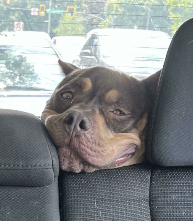 Honeybun’s Derp Face After Her First Dog Park Visit